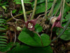 Wild ginger (Asarum canadense) Seeds ,vigorous groundcover, Perennial. - Caribbeangardenseed