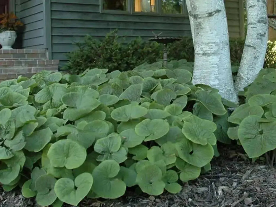 Wild ginger Seeds ,TROPICAL groundcover, Perennial. - Caribbean garden seed