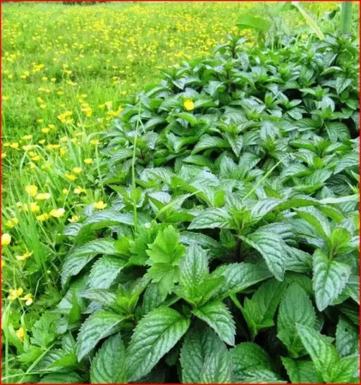 Wild Mint Seeds (MENTHA ARVENSIS) - Caribbean garden seed