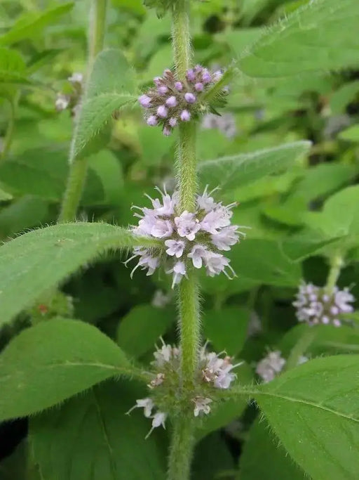 Wild Mint Seeds (MENTHA ARVENSIS) - Caribbean garden seed