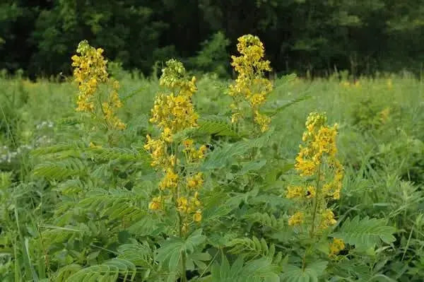 Wild senna Seeds,Senna hebecarpa, attract butterflies, bumble bees and other native bees. Perennial - Caribbeangardenseed