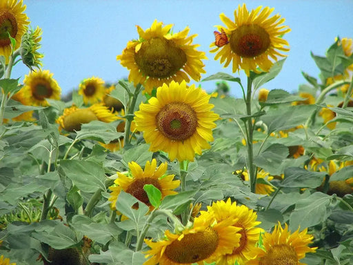 Wild Sunflower Seeds, Heirloom, Flower Seeds - Caribbeangardenseed