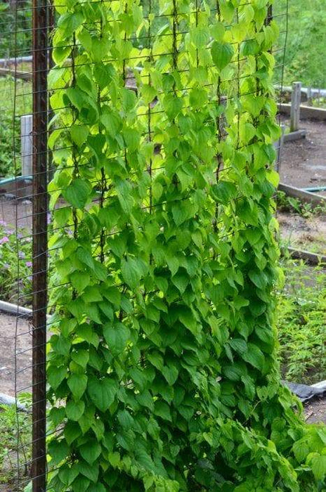 Wild Yam Seeds,Dioscorea villosa- Perennial, Zones 4-8. - fast-growing vine - Caribbeangardenseed