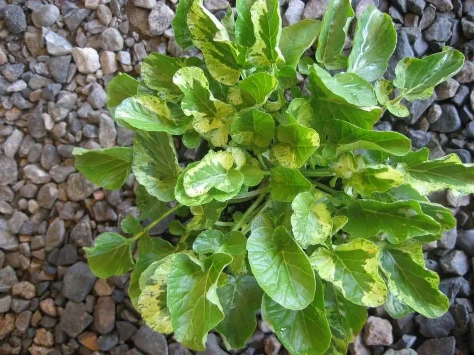 Winter watercress SEEDS ,Variegated - Caribbeangardenseed