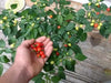 Wiri Wiri Pepper Seeds ,Capsicum frutescens, From Guyana ! - Caribbeangardenseed