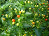 Wiri Wiri Pepper Seeds ,Capsicum frutescens, From Guyana ! - Caribbeangardenseed