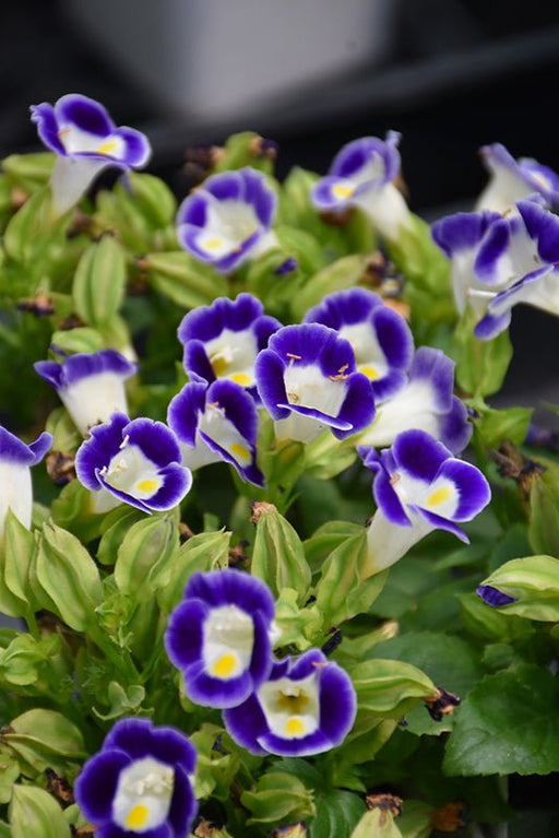 Wishbone Flower Blue and White - 10 Seeds - Caribbean garden seed
