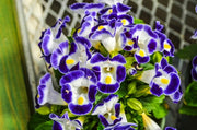 Wishbone Flower Blue and White - 10 Seeds - Caribbean garden seed