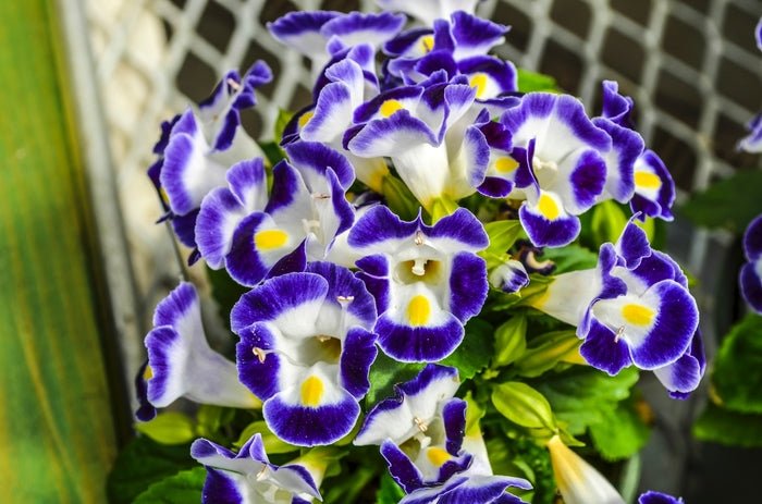 Wishbone Flower Blue and White - 10 Seeds - Caribbean garden seed