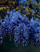 Blue Chinese Wisteria Plant - Perennial Shrub, climbing vine - Caribbeangardenseed