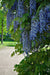 Blue Chinese Wisteria Plant - Perennial Shrub, climbing vine - Caribbeangardenseed