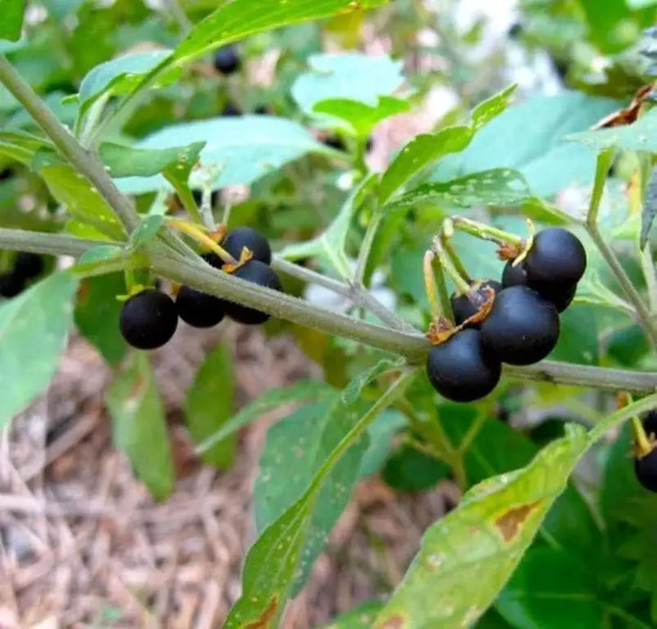 Wonderberry Seeds a.k.a. Garden Huckleberry, Sunberry,Organic (Solanum burbankii) - Caribbeangardenseed