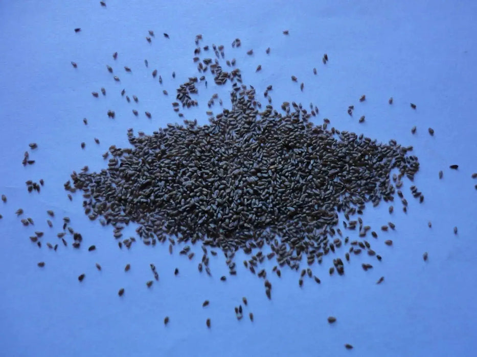 Wormwood Herb seeds - Artemisia absinthium, Perennial - Caribbeangardenseed