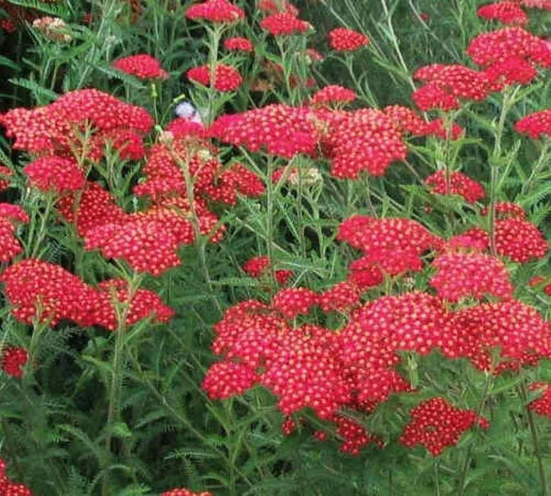 Yarrow Flowers Seed, Red (Achillea millefolium rubra) Perennial ! - Caribbeangardenseed