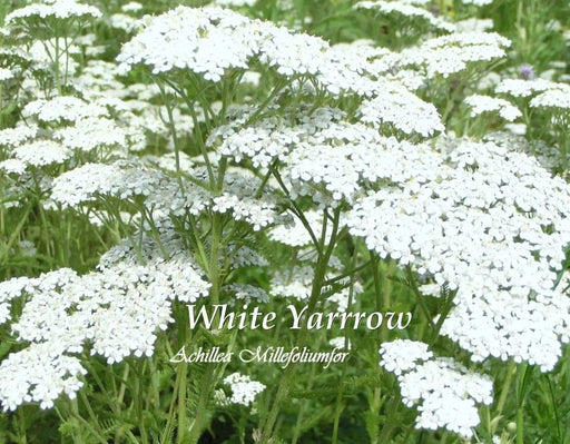 Yarrow Flowers Seeds - White (Achillea Millefolium) Perennial Wildflower - Caribbeangardenseed