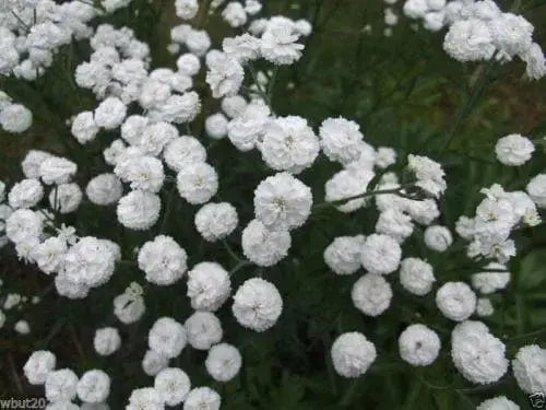 yarrow Seeds -Superior',AKA Sneezewort Yarrow or simply Sneezewort - Caribbeangardenseed