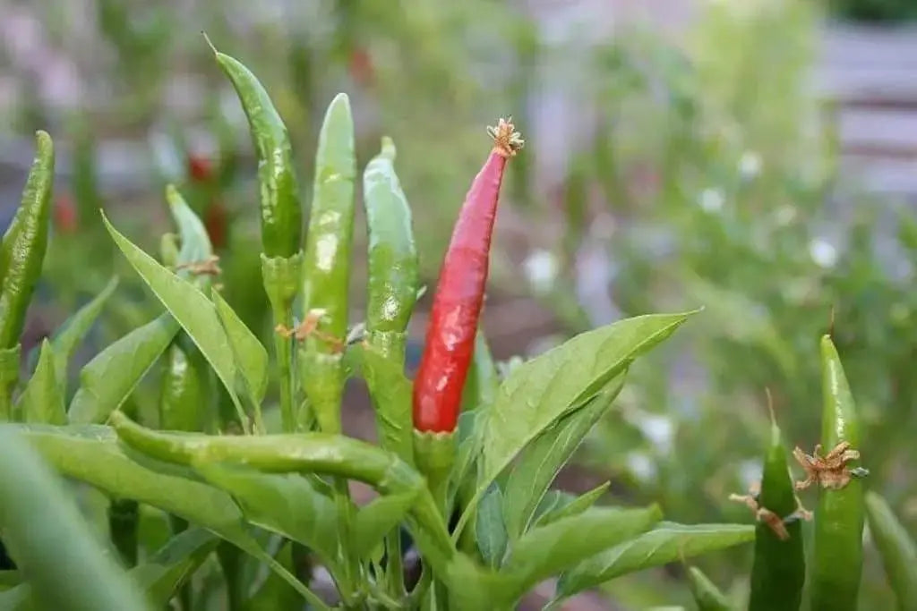 Yatsufusa-Chili Seeds ,(Capsicum annuum) Hot Specialty Pepper ,Asian Vegetable - Caribbeangardenseed