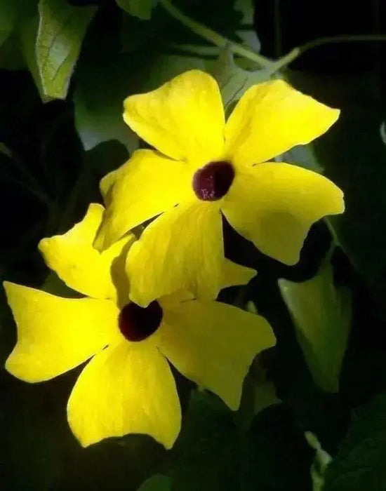 YELLOW BLACK EYED SUSAN VINE Flowers  Seeds - Caribbean garden seed