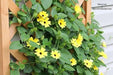 YELLOW BLACK EYED SUSAN VINE Flowers  Seeds - Caribbean garden seed