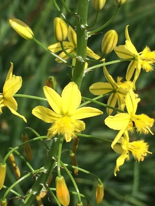 Yellow Bulbine,( bulbine frutescen)  succulent groundcover, PERENNIAL FLOWERS