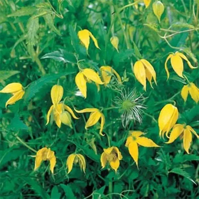 CLEMATIS, Radar Love Flower Seeds ,Yellow Perennial Vine ! - Caribbeangardenseed