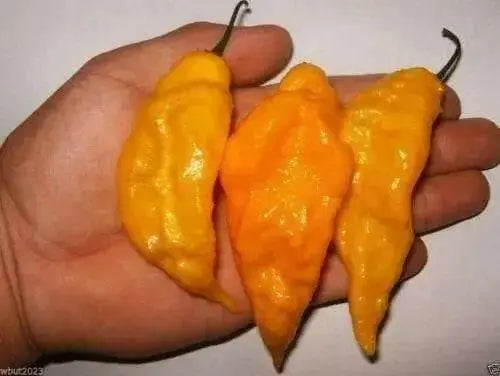 Yellow DEVIL'S TONGUE PEPPER (Seeds) Capsicum chinense - Caribbean garden seed