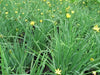 Yellow eye Grass (Sisyrinchium californicum) Golden-eyed Grass - Caribbeangardenseed