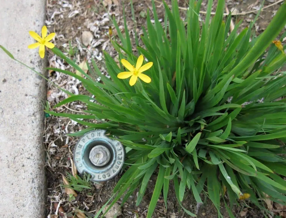 Yellow eye Grass (Sisyrinchium californicum) Golden-eyed Grass - Caribbeangardenseed