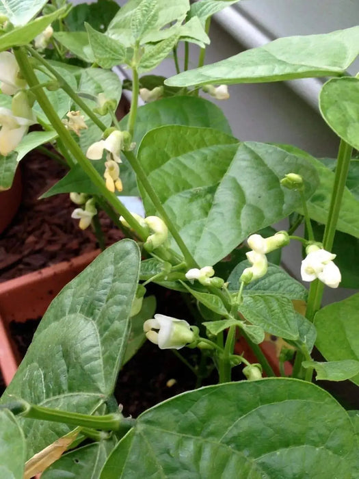 Yellow Indian Woman Bean , Bush,Heirloom (OP) Open Pollinated- Swedish heirloom ! - Caribbeangardenseed