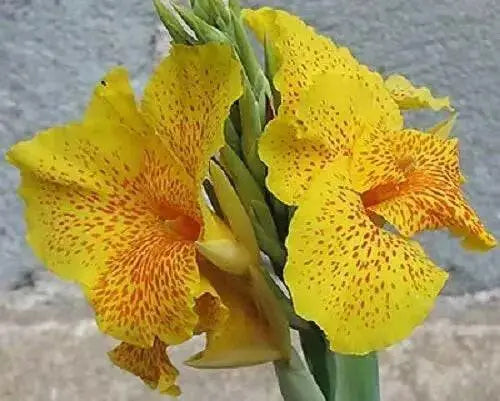 YELLOW King Humbert ,Canna Rhizome. TROPICAL FOLIAGE - Caribbean garden seed