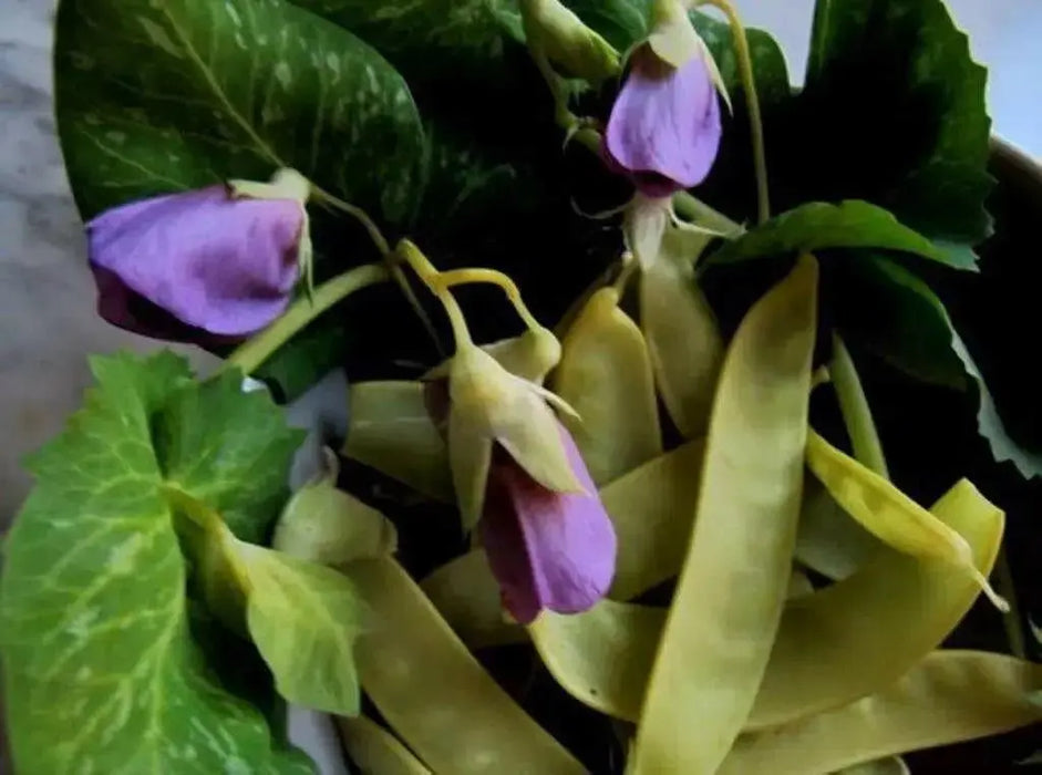 Yellow Pods Snow Peas ,Collected at a market in India,Edible pods, Asian Vegetable - Caribbean garden seed