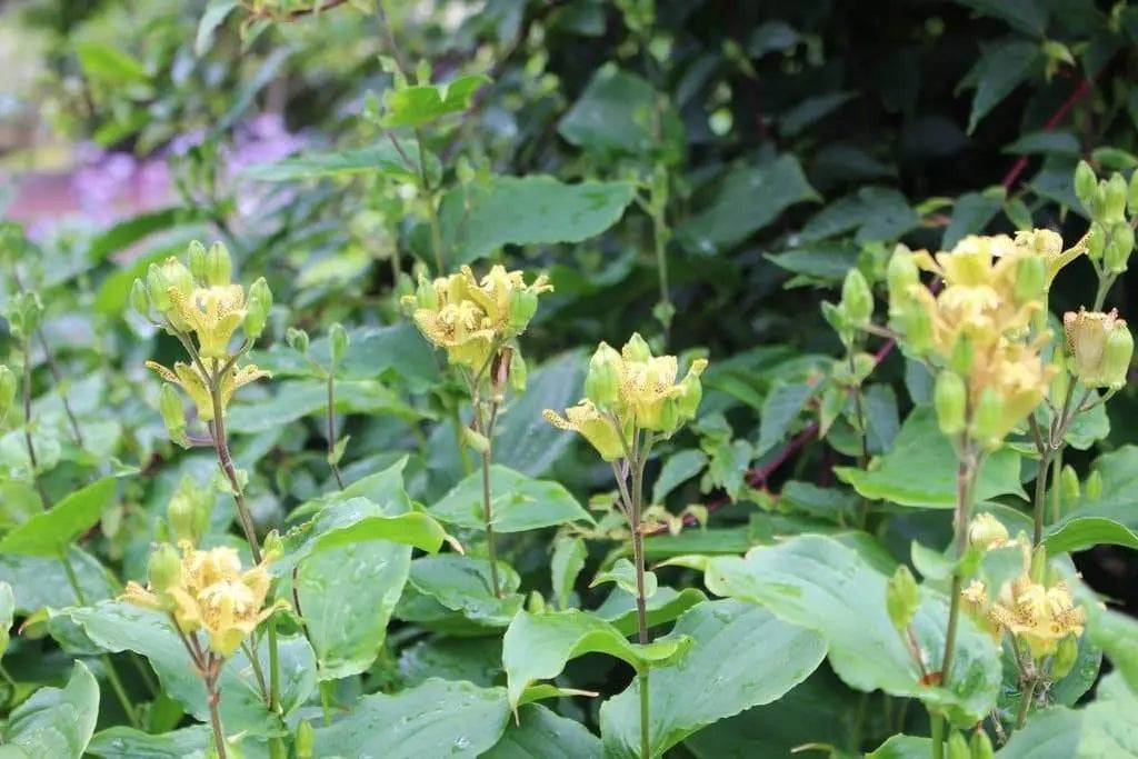 YELLOW Toad Lily SEEDS (TRICYRTIS latifolia) GREAT FOR SHADE - Caribbeangardenseed