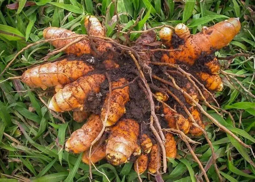 YELLOW Turmeric (rhizome)  Plant Indoors or OUTDOOR - Caribbean garden seed