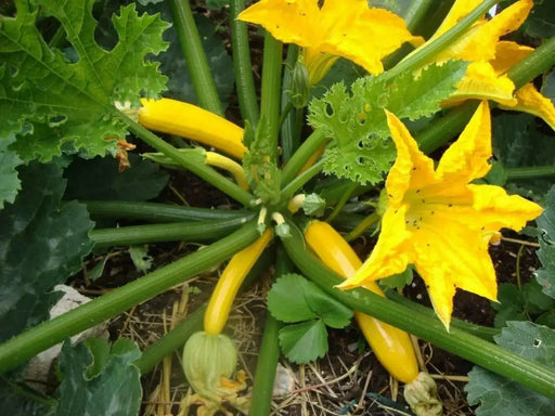 Yellow Zucchini Seeds, Squash Summer - Caribbean garden seed