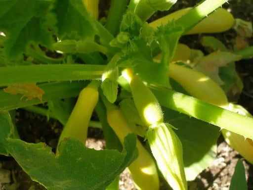 Yellow Zucchini Seeds, Squash Summer - Caribbean garden seed