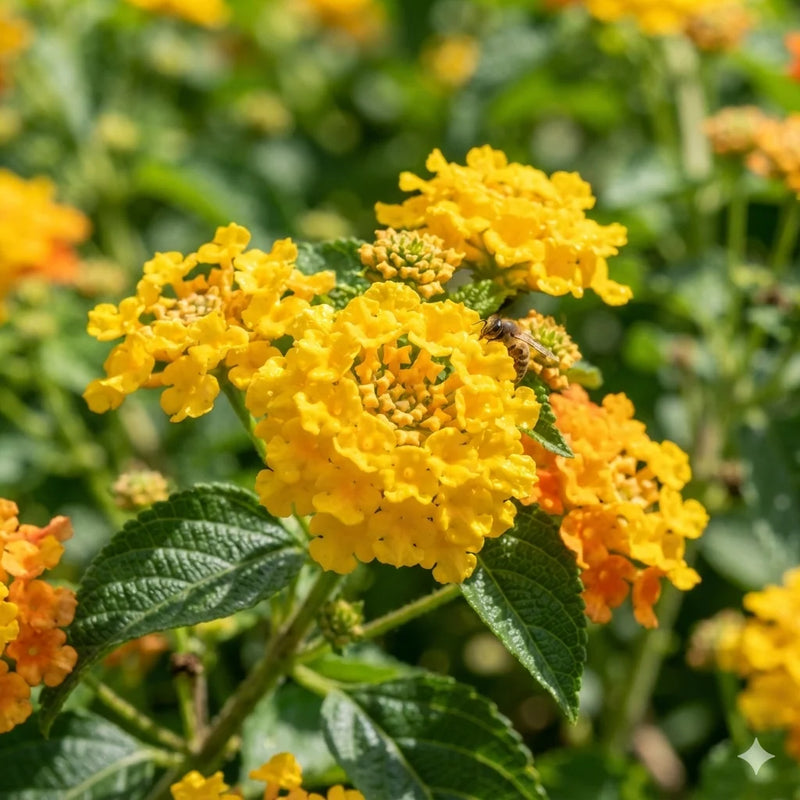 Chapel Hill Yellow Lantana | Live Starter Plants