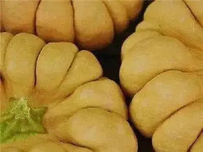 YUXIJIANGBINGGUA Squash( 10 Seeds) Japanese Open pollinated,Heirloom - Caribbean garden seed