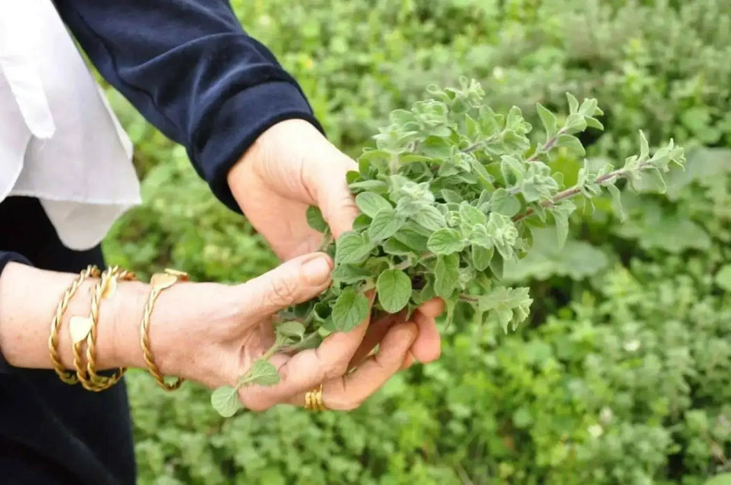 ZAATAR Herb Seeds,Syrian Oregano, - Caribbean garden seed