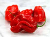 Zavory Mild Habanero Pepper SEEDS (Capsicum chinense) - Caribbean garden seed