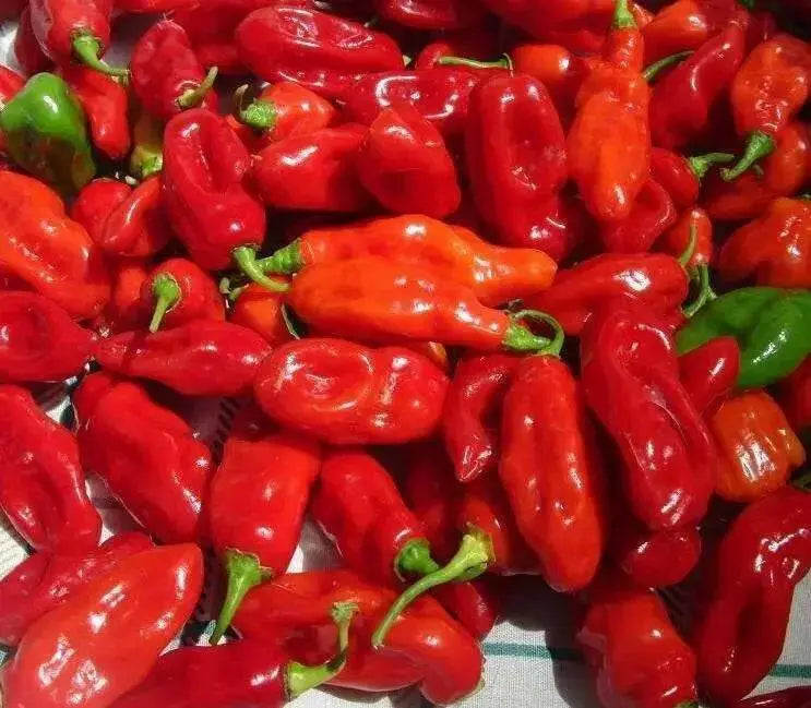 Zavory Mild Habanero Pepper SEEDS (Capsicum chinense) - Caribbean garden seed