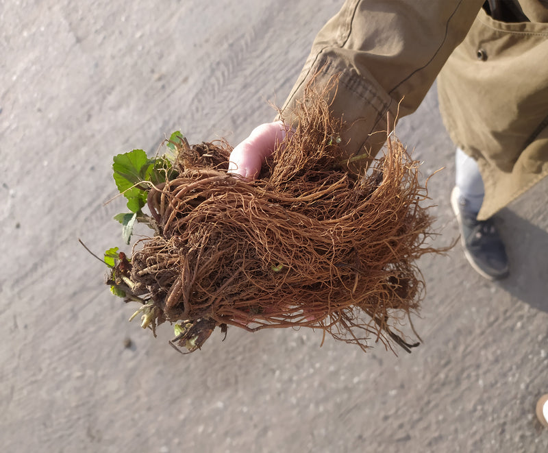 Galletta June-Bearing Strawberry Live Plug Plants