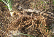Zhi Mu Seeds - Anemarrhena asphodeloides - Chinese Medicinal Herb - Caribbean garden seed