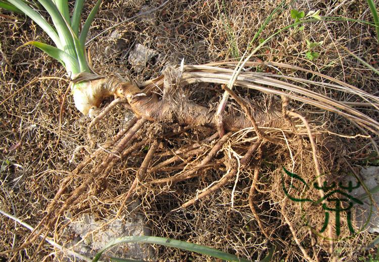 Zhi Mu Seeds - Anemarrhena asphodeloides - Chinese Medicinal Herb - Caribbean garden seed