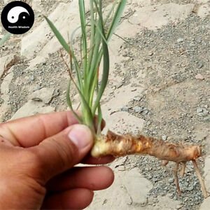 Zhi Mu Seeds - Anemarrhena asphodeloides - Chinese Medicinal Herb - Caribbean garden seed