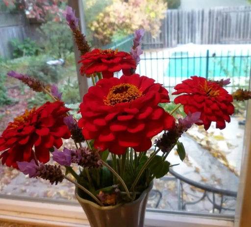 Zinnia Elegans 'Cherry QUEEN, FLOWERS SEED - Caribbeangardenseed