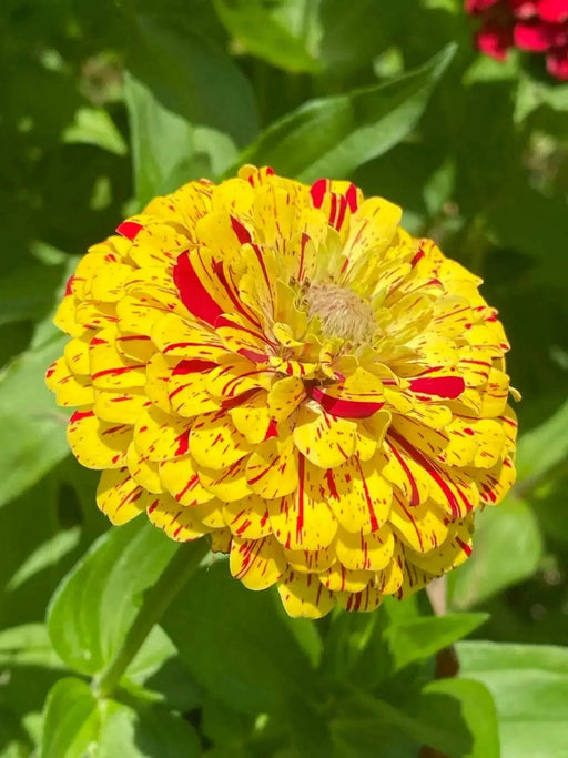 Zinnia ‘Peppermint Stick’  flowers Seed ,Annual - Caribbean garden seed