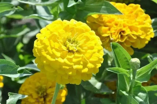 Zinnia Seeds -Zinnia Elegans ' 'YELLOW' Butterflies And Hummingbirds love them ! - Caribbean garden seed