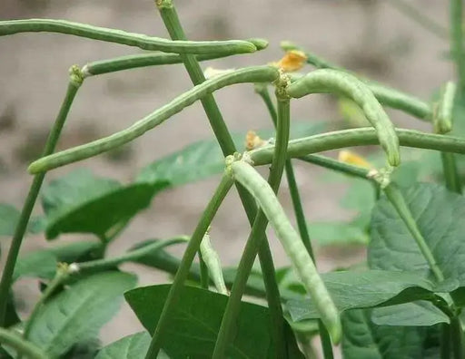 Zipper Cream Pea SEEDS,  SOUTHERN SHELLING PEA - Caribbean garden seed