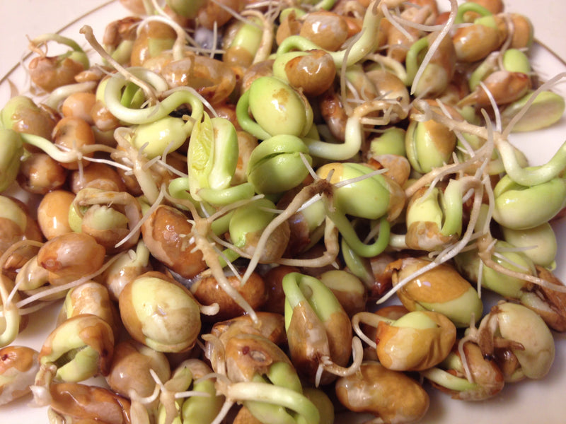 Zuni Shalako Bush Bean Seeds | Heirloom