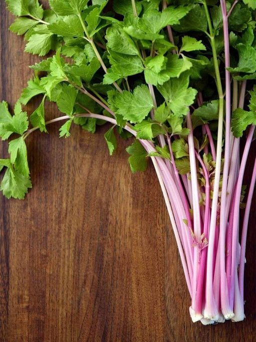 CHINESE PINK CELERY SEEDS ,Organically Grown - Caribbeangardenseed
